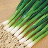 Kada sijati luk pre zime